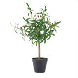 OliveTreeW/Fruit 40x30x66