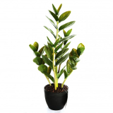 60CM Ficus