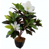 75CM Magnolia Tree