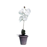 37cm White Orchid Single Stem