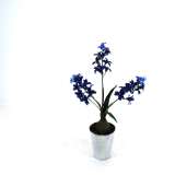 Hyacinth Plant-0680blue