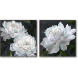 S/2 82CM White BloomsFramed