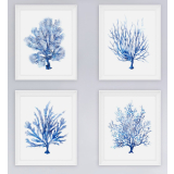 S/4 40X50CM Framed Coral Prints- - matt white Frame with single off white matt board and clear glass front