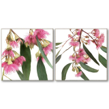 S/2 84CM RedFloweringGumFramed