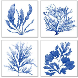S/4 60X60CM BlueReefCoralFrame