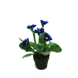 Daisy Plant-0677Blue