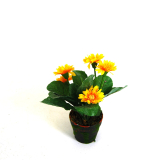Daisy Plant-0676yellow