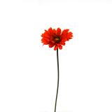 Daisy-Sun Gold