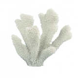 21CM Horn Coral
