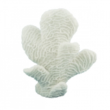 16CM Horn Coral