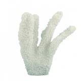 14CM Horn Coral