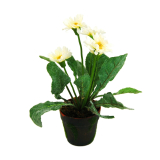 Daisy Plant-0674white