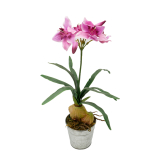 Purple Narcissus Plant 0680