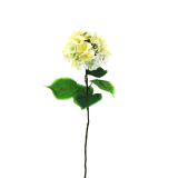 Hydrangea-White