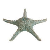 Large starfish