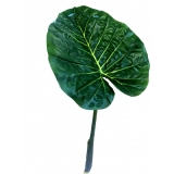 62CM Colocasia esculenta leaf