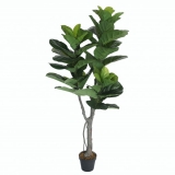 160CM 2 branches Fiddle Tree