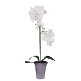 69CM White Orchid Single Stem