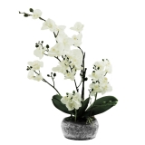 62CM White Orchid