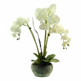 60CM White Orchid 3 Stems