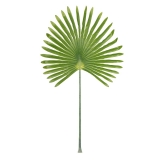 Giant Fan Palm Leaf Stem