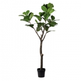 Potted Fiddle Leaf Tree