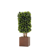 30cm Boxwood Topiary Tree