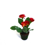 Daisy Plant-0675red