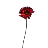 Daisy-Red