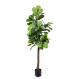 180cm Fiddle Leaf Fig Tree