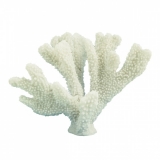 23CM Horn Coral